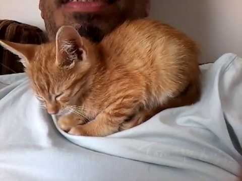 Why Does My Cat Lay on My Chest? (Top 5 Reasons) - Nolonger Wild