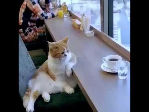 Cat drink coffee - YouTube