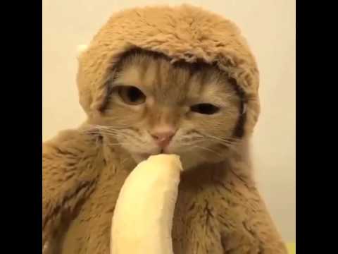 Cat Eating A Banana - YouTube