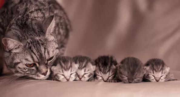 How Many Kittens Can A Cat Have? | Kitty Cats blog