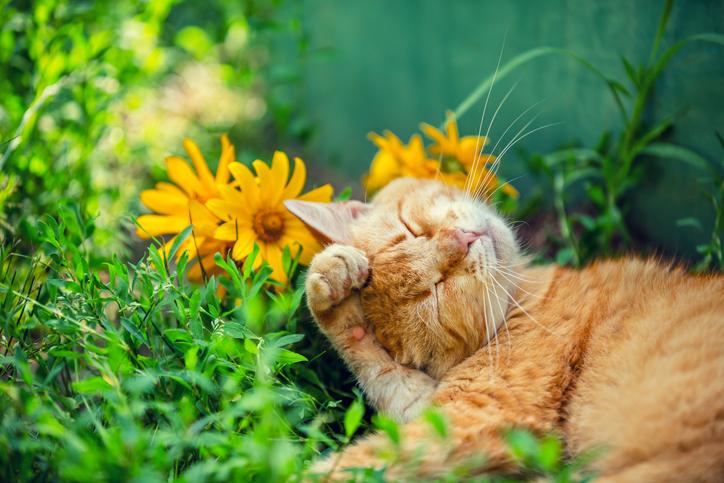 10 Pet-Friendly Flowers and Plants That Are Safe Around Cats and ...