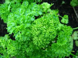 Can dogs Eat Parsley? - Online dogs Care