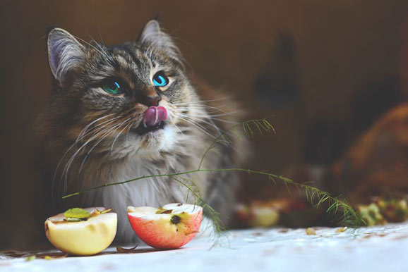 Can Cats Eat Applesauce, Packaged or Fresh? - Best Tips for Pets, Baby, Kittchen
