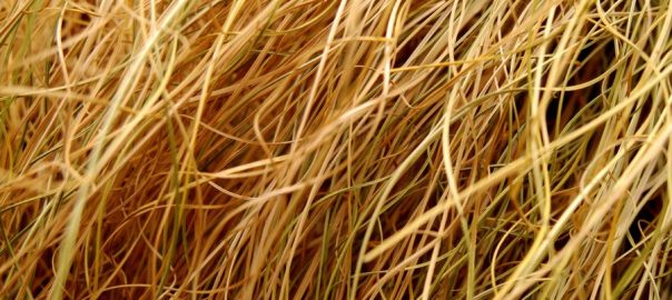 Can dogs Eat Dead Grass? - Online dogs Care