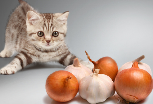 Can Cats Eat Garlic Petschoolclassroom