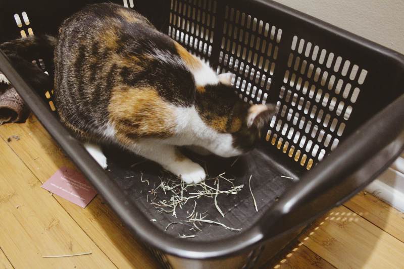 Can Cats Eat (Western) Timothy Hay? Is Hay Safe For My Cat?