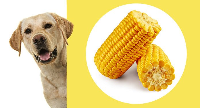 Can Dogs Eat Corn? A Guide To A Common Kibble Ingredient