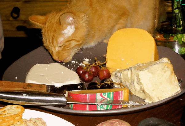 What are the risks of your cat eating cheese? - Quora