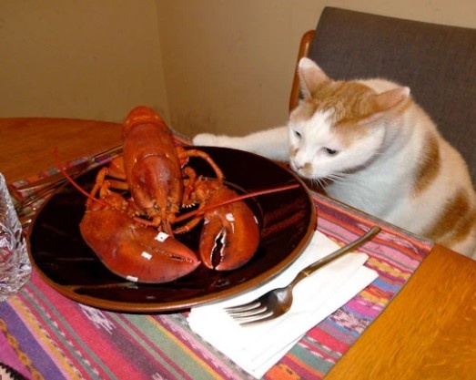 Can cats eat lobsters? - Quora