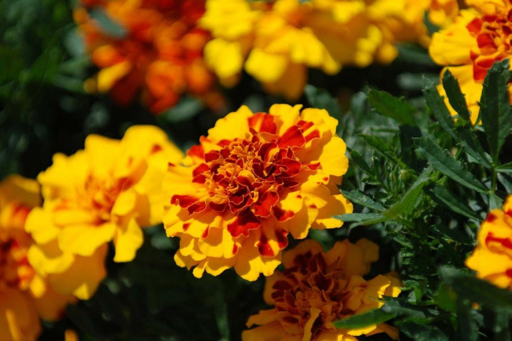 Are Marigolds poisonous to cats and dogs? PetSchoolClassroom