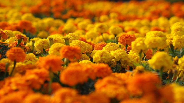 Are Marigolds Poisonous?