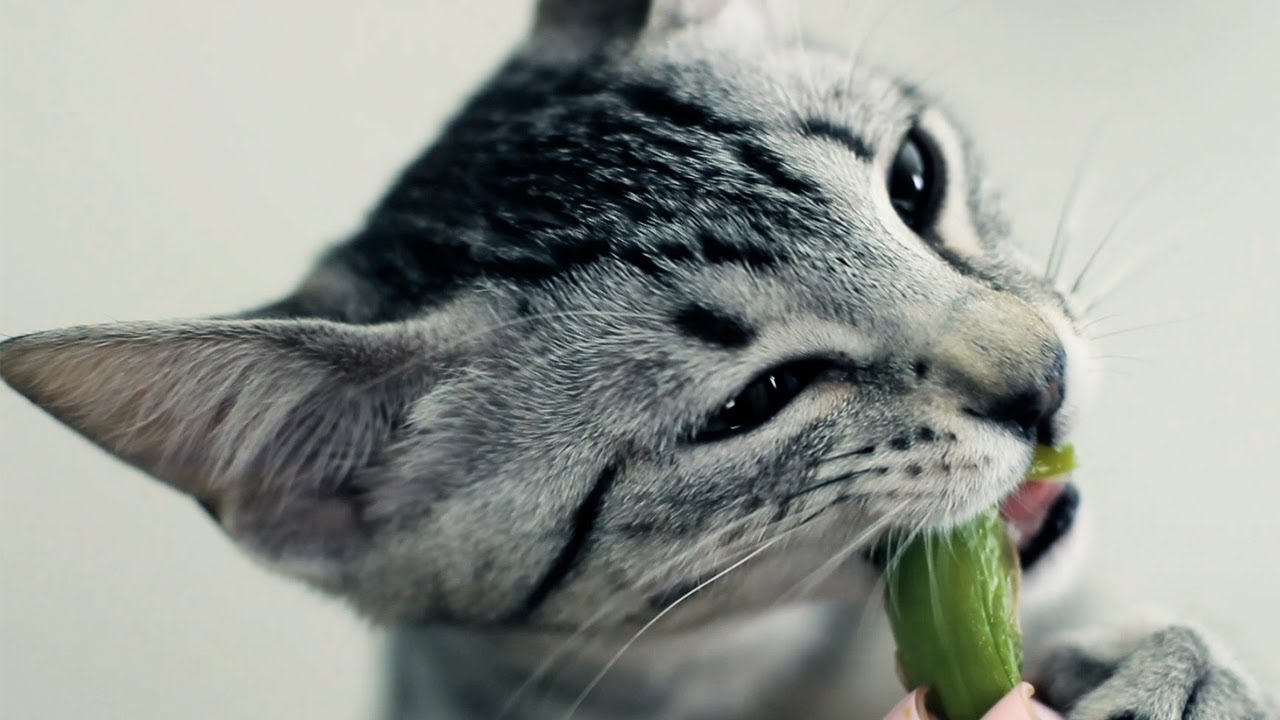 Can Cats Eat Asparagus? Is It Healthy For Them?