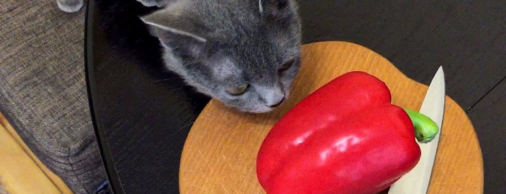 Can Cats Eat Bell Peppers [2021] Safe for Kittens to Have Green Pepper