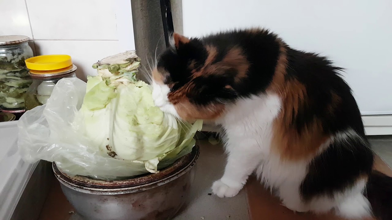 Funny cat videos - calico cat eating cabbage - YouTube