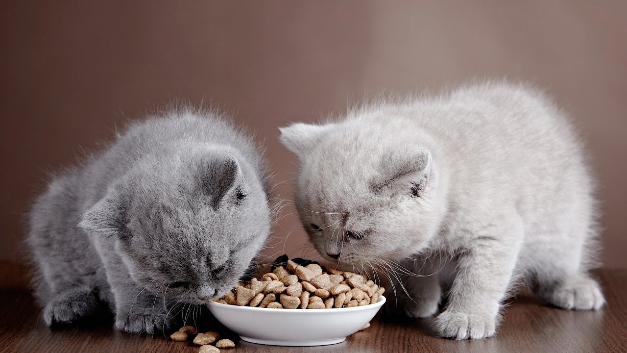 Can Adult Cats Eat Kitten Food? (All You Need To Know About Nutrition) - Best Tips for Pets, Baby, Kittchen