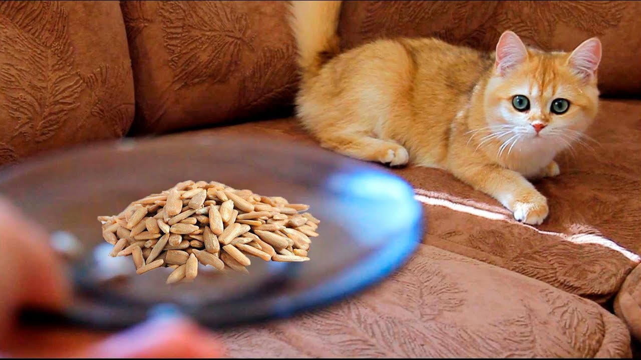 Will cats and kittens eat sunflower seeds?