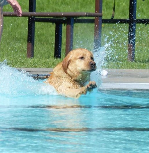 Mayfair Pool in Saskatoon open to dogs today | CBC News