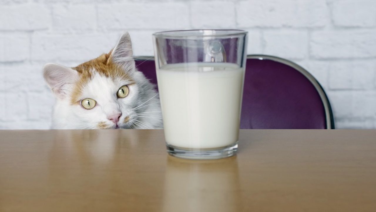 Lactose Intolerance: Why Milk Is Bad For Cats - CatTime