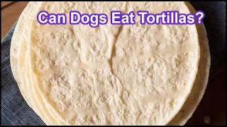 Can Dogs Eat Tortillas