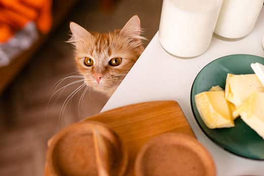 Can Cats Eat Cheese?