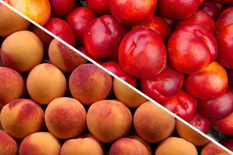 Can Rabbits Eat Peaches: Is It Safe For Them?