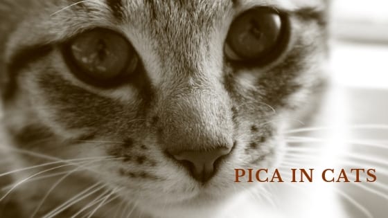 medical causes of pica in cats