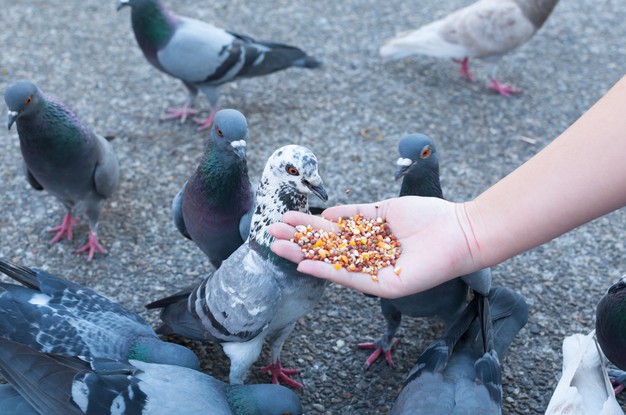 https://www.freepik.com/premium-photo/pigeon-eating-from-woman-hand-park_10134027.htm#page=1&query=pigeon%20eating&position=23