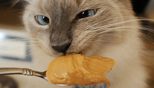 Can Cats Eat Peanut Butter? Surprising facts pet owners might not know!