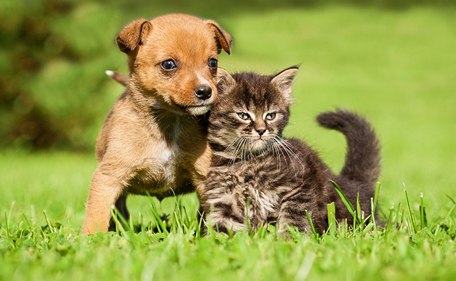 Mosquito Protection For Dogs & Cats