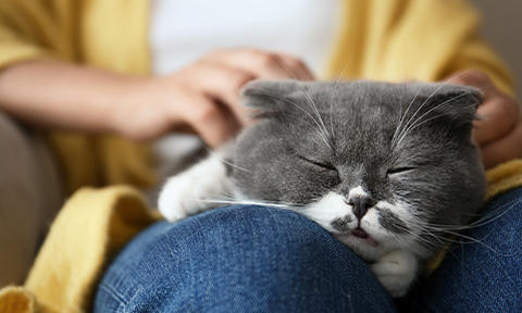 Why Does My Cat Sleep on Me | Purina® Canada