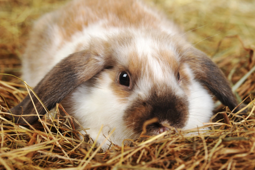 The Best Rabbit Hay to Keep Your Rabbit Healthy and Thriving | Rabbit Hole Hay