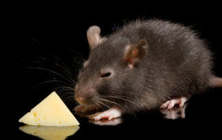 7: Cheese Makes the Best Rat Bait | Infested | Animal Planet