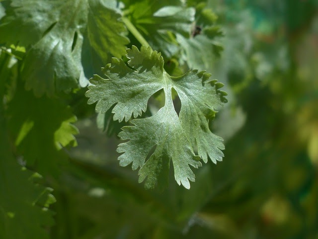 can dogs eat cilantro?(benefits and risks)