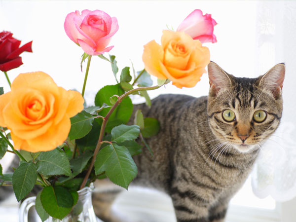 Are Roses Poisonous Plants? Are They Toxic to Pets? - Plant Index