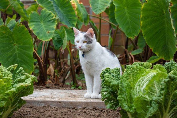 Can Cats Eat Cabbage? Is It Safe for Cats? (The Most Useful Tips) - Best Tips for Pets, Baby, Kittchen