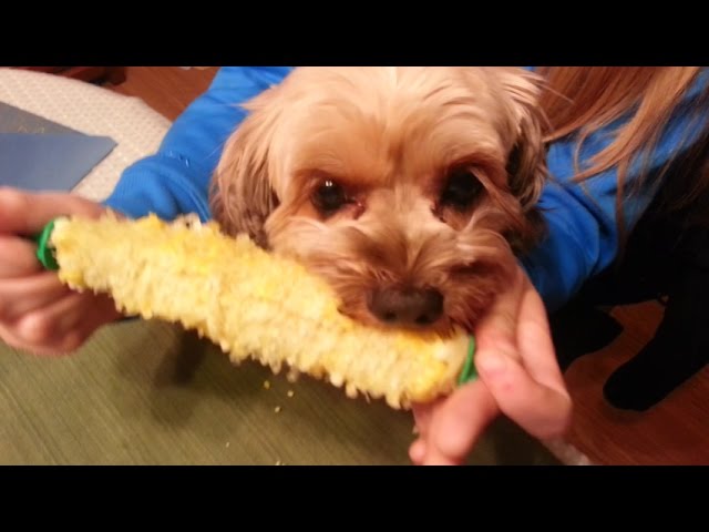 Dog Eating Corn on the Cob Hilarious! - YouTube