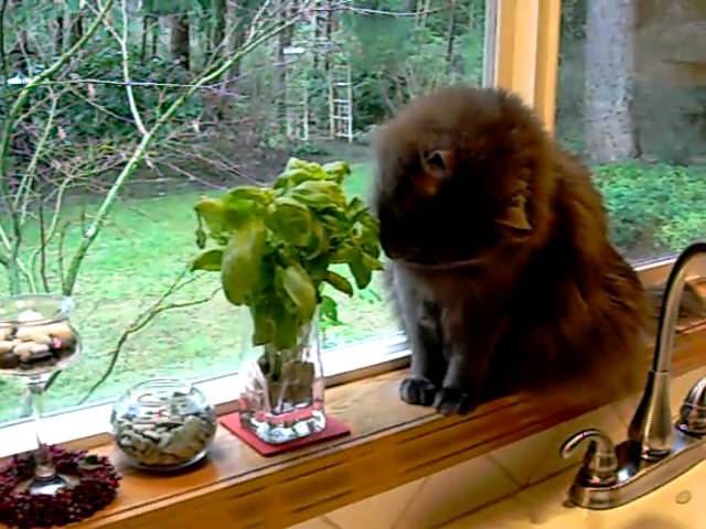 Cat Eating Basil - YouTube