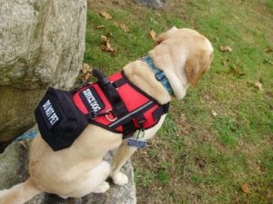 assistance dog jacket Online Shopping -