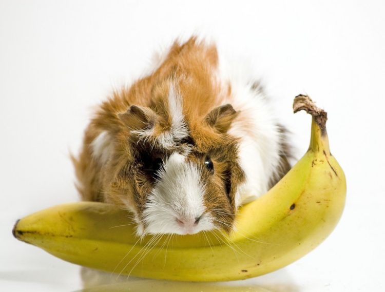 Can dogs Eat Bananas? What You Need to Know! | Pet Keen