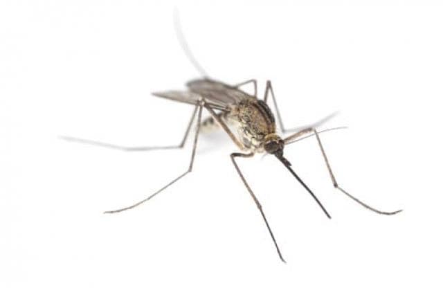 Mosquito Life Cycle | Heartworm Disease in Dogs, Cats | PetMD