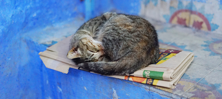 Why Do Cats Sit on Paper? | Learn more on Litter-Robot Blog