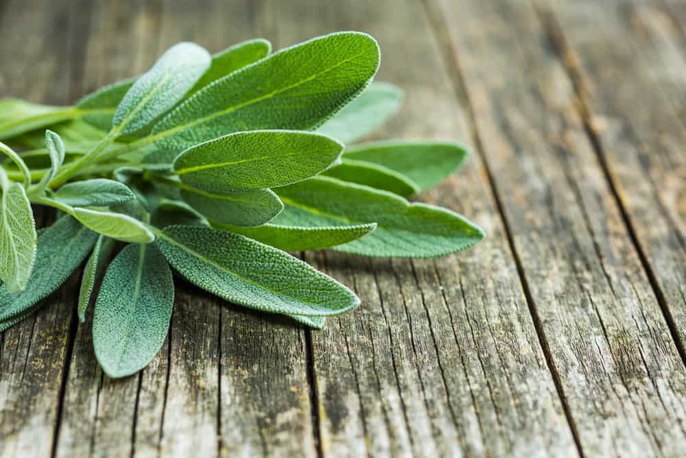 Is Oregano Safe For Cats To Eat?