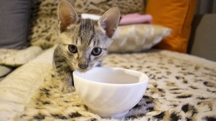 Can Cats Eat Ketchup? A Perfect Guide | Study Animal