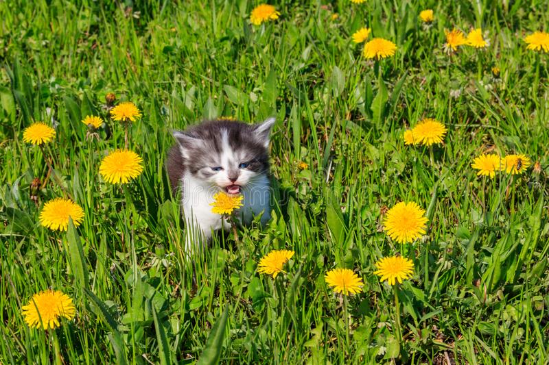 Small Kitten In Yellow Dandelion Flowers