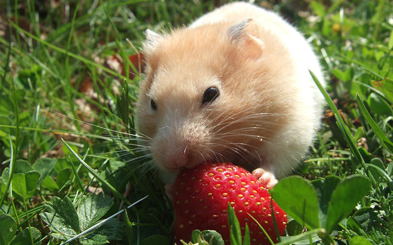 Can dogs Eat Strawberries - A Guide To Strawberries For dogs