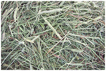 New Zealand Grown Timothy Hay for Small Animals