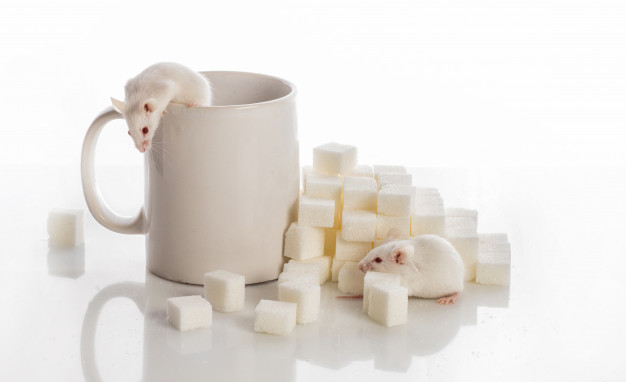 https://www.freepik.com/premium-photo/two-white-mice-crawling-up-stairs-from-sugar-cubes-cup-diabetes-concept_8018045.htm#page=4&query=Mice&position=29