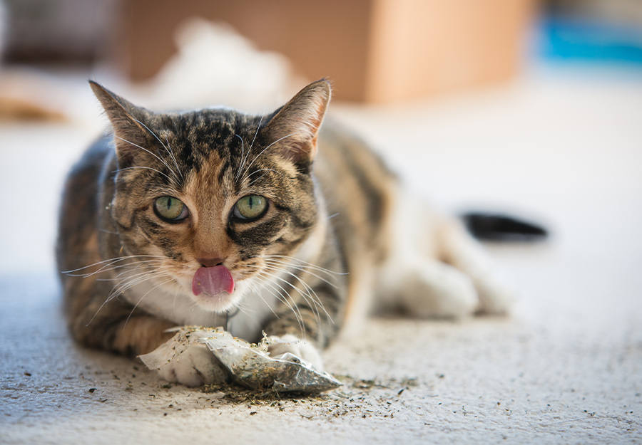 How Do You Feed Cats Catnip