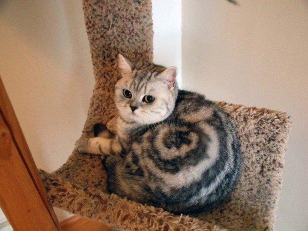 PICTURES: These Cats Have Absolutely Incredible Fur Patterns