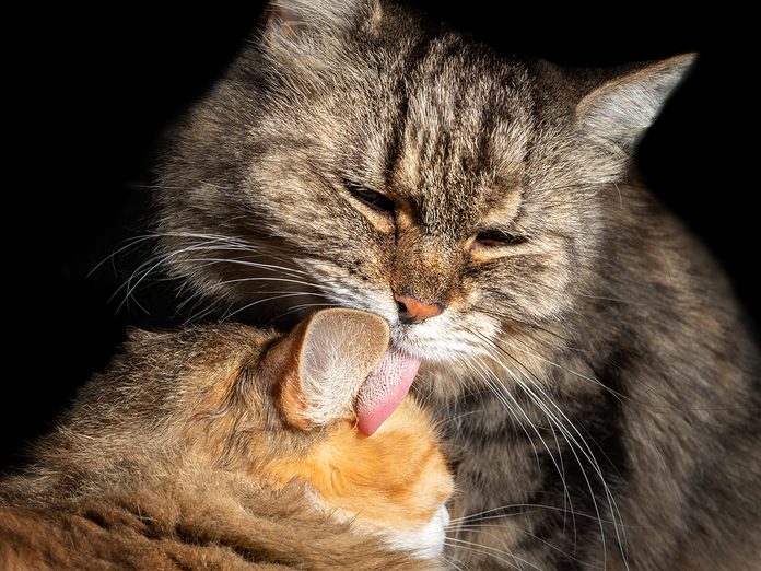 Reasons Why Cats Clean Themselves So Much | Reader's Digest Canada